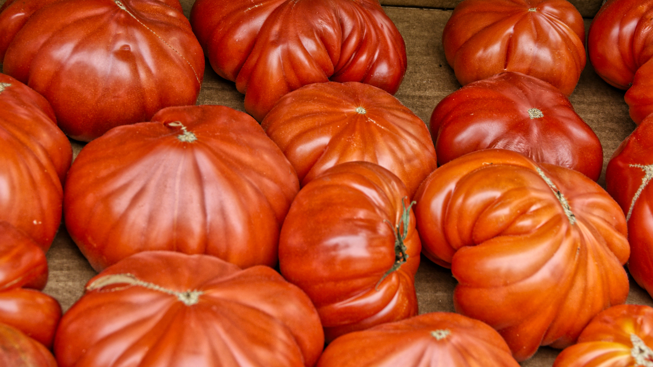 20230518 111130•Corte•Corsica•France